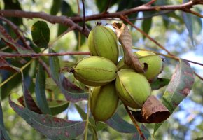 Ořechovec pekanový (Carya illinoinensis) – StudioTK / Shutterstock