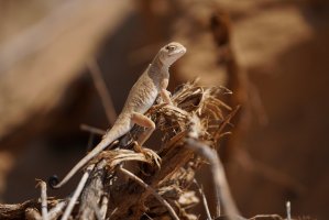 Agamka tečkovaná (Phrynocephalus guttatus) – Antonio Volb / Shutterstock