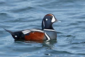 Kačka strakatá (Histrionicus histrionicus) – Agami Photo Agency / Shutterstock