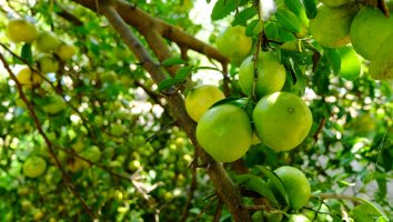 Lajm (Citrus aurantifolia) – thanannopthanoch thongmam / Shutterstock