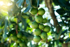 Macadamia integrifolia, detail stromu s plody – Klahan / Shutterstock