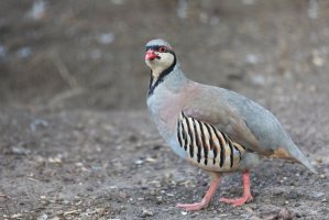 Orebice horská (Alectoris graeca) – Dan Rentea / Shutterstock
