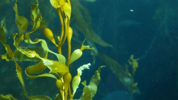 Mořská řasa Macrocystis pyrifera – Dogora Sun / Shutterstock