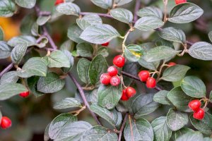Skalník celokrajný (Cotoneaster integerrimus) – Iva Vagnerova/Shutterstock