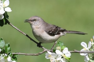 Drozdovec mnohohlasý (Mimus polyglottos) – Steve Byland / Shutterstock