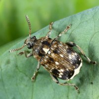 Zrnokaz hrachový (Bruchus pisorum) - Tomasz Klejdysz / Shutterstock