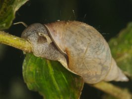 Plovatka bahenní (Lymnaea stagnalis) – scubaluna / Shutterstock