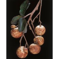 Nephelium longana, ovoce longan  – COULANGES / Shutterstock