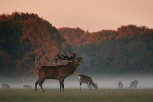 Ve větších stádech spárkaté zvěře bývají hierarchické vztahy poměrně složité a nejednoznačné – Standa Michalek / Shutterstock