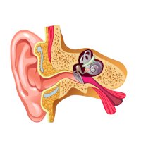 Střední ucho v řezu – Sedova Elena/Shutterstock