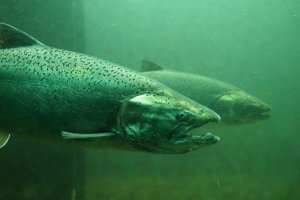 Losos čavyča (Oncorhynchus tshawytscha) – vladdon / Shutterstock