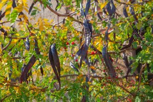 Dřezovec trojtrnný (Gleditsia triacanthos) – RussieseO / Shutterstock