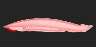 Kopinatec plžovitý (Branchiostoma lanceolatum), 3D ilustrace – sciencepics / Shutterstock