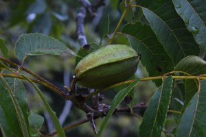 Ořechovec pekan (Carya illinoensis), větvička s plodem – Gilbert S. Grant / Shutterstock