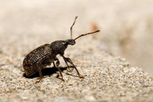 Lalokonosec rýhovaný (Otiorrhynchus sulcatus) – YAYImages / Depositphotos