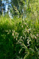 Ovsík vyvýšený (Arrhenatherum elatius) – Roel Meijer/Shutterstock