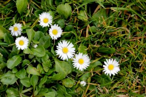 Sedmikráska chudobka (Bellis perennis) – Gurcharan Singh/Shutterstock