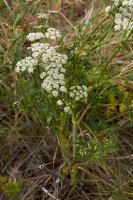 Tetlucha kozí pysk (Aethusa cynapium) – simona pavan/Shutterstock