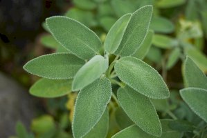 Šalvěj lékařská (Salvia officinalis) – simona pavan/Shutterstock