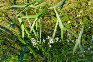 Šípatka střelovitá (Sagittaria sagittifolia) – Steppeland/Shutterstock