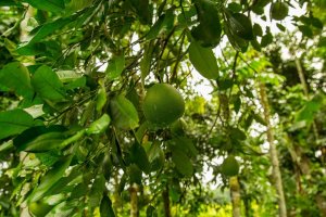 Pomelo (Citrus grandis) – Profimedia.cz
