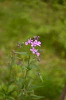 Večernice vonná (Hesperis matronalis) – weha/Shutterstock