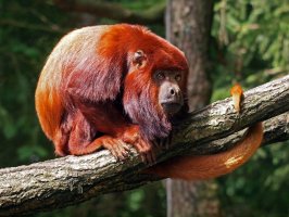 Vřešťan rezavý (Alouatta seniculus) – Edwin Butter / Shutterstock