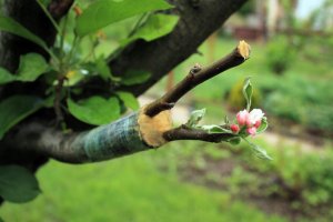 Roubovaná větvička jabloně (Malus) – Syndy1 / Shutterstock