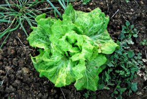 Locika setá (Lactuca sativa) – Theastock/Shutterstock