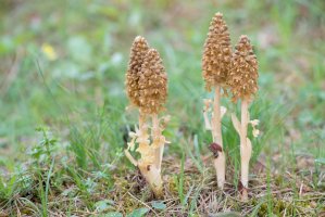 Hlístník hnízdák (Neottia nidus-avis) – imageBROKER.com/Shutterstock