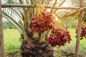 Pěstování datlí, palma datlová (Phoenix dyctylifera) – Aedka Studio / Shutterstock
