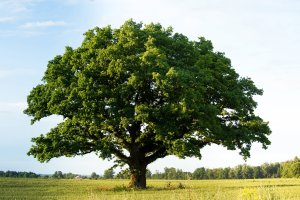 Mohutný solitérní strom (dub  Quercus) – Alexander Tolstykh / Shutterstock