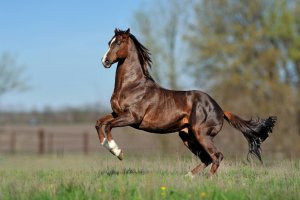 Anglický plnokrevník – Anaite / Shutterstock