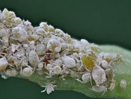 Mšice zelná (Brevicoryne brassicae) – Holger Kirk / Shutterstock