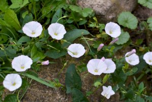 Svlačec rolní (Convolvulus arvensis) – Orest lyzhechka/Shutterstock