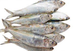 Placka kaspická (Alosa caspia) z rodu sleděc – Kharkhan Oleg / Shutterstock