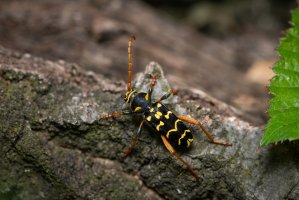 Tesařík dubový (Plagionotus arcuatus) – Stefan Rotter / Shutterstock