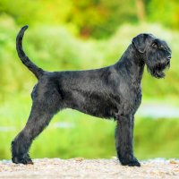 Knírač – Rita_Kochmarjova/Shutterstock