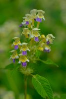 Konopice sličná (Galeopsis speciosa) – Karin Jaehne/Shutterstock