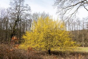 Dřín jarní (Cornus mas) v květu – Stefan Rotter/Shutterstock