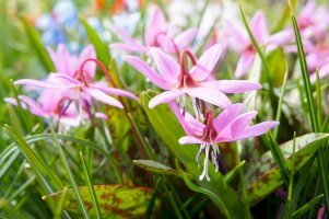 Kandík psí zub (Erythronium dens-canis) – mizy/Shutterstock