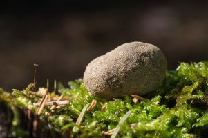 Jelenka obecná (Elaphomyces granulatus) – igor.kramar.shots / Shutterstock