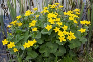 Blatouch bahenní (Caltha palustris) – Peter Zijlstra/Shutterstock