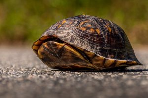Želva stažená dovnitř krunýře – Jason Schronce / Shutterstock