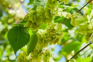 Jilm habrolistý (Ulmus minor) – krolya25/Shutterstock