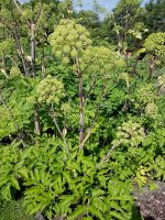 Andělika lékařská (Angelica archangelica) – Manfred Ruckszio/Shutterstock