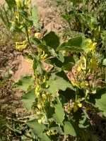 Podražec křovištní (Aristolochia clematitis) – Iryna Loginova/Shutterstock