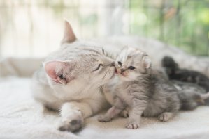 Kočka pečující o svého potomka – ANURAK PONGPATIMET / Shutterstock