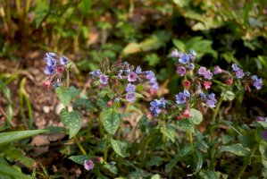 Plicník lékařský (Pulmonaria officinalis) – simona pavan/Shutterstock