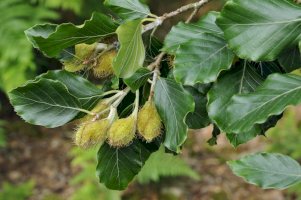 Buk lesní (Fagus sylvatica) – Martin Fowler/Shutterstock
